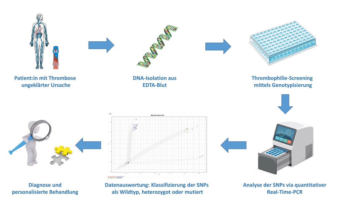 Flussdiagramm zur genetischen Abklärung einer Thrombose unklarer Ursache: Von der DNA-Isolation aus Blut über Genotypisierung und Real-Time-PCR-Analyse bis zur Auswertung der SNPs und personalisierten Behandlung.
