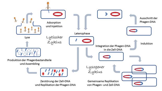 Therapie mit Phagen: Wunsch und Wirklichkeit