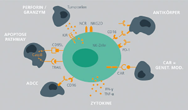 NK-Zelle - Aufbau, Funktion & Krankheiten