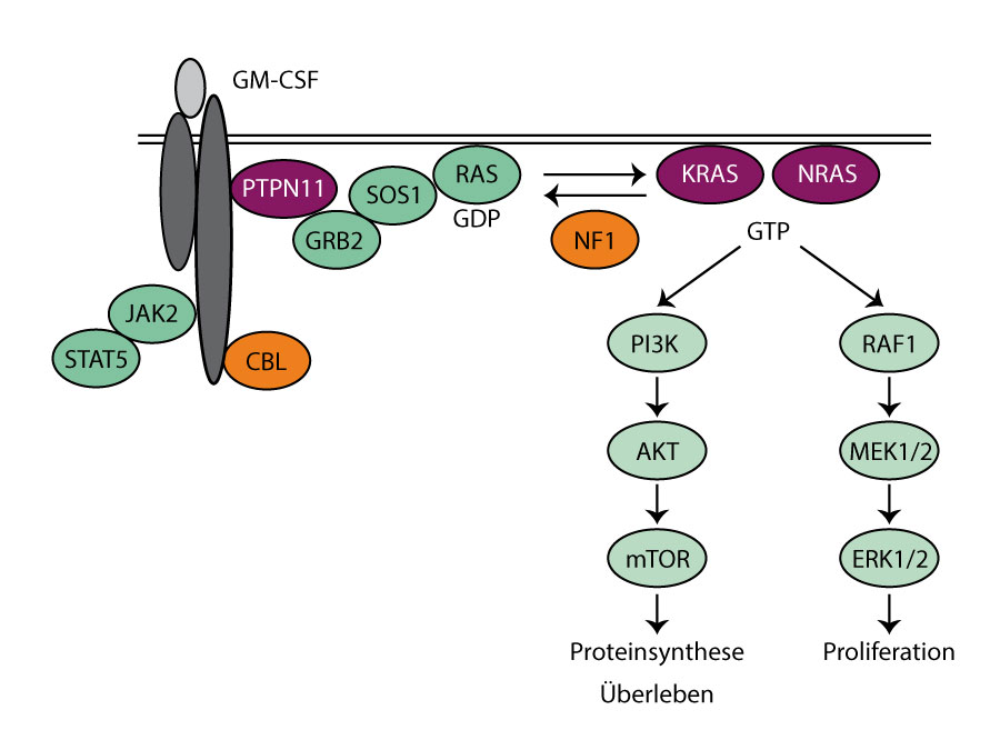 juvenile-myelomonozyt-re-leuk-mie-jmml
